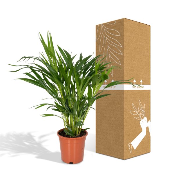 Kleine Kamertjespalm in pot naast verzenddoos – perfect compacte groene plant