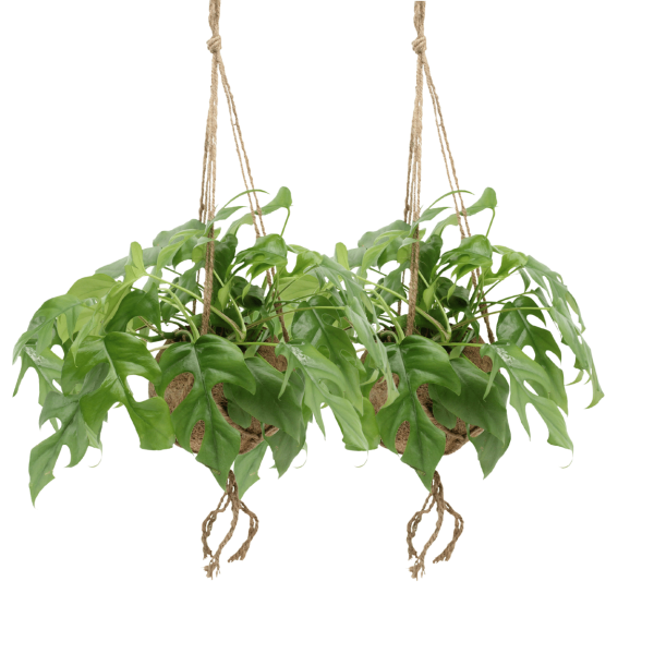 Monstera Minima hangplant ↨25cm-ø15cm