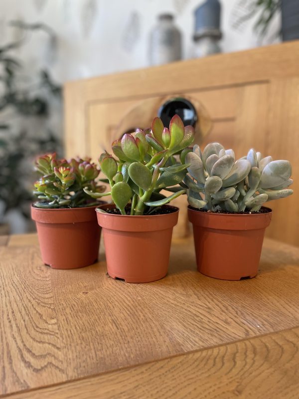 Drie vetplanten: jadeplant (Crassula ovata) en moonstone (Pachyphytum oviferum)