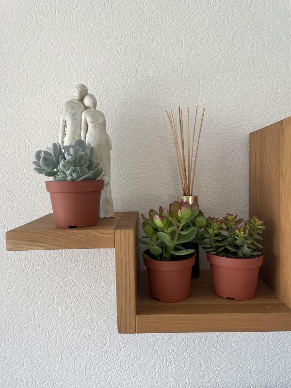 Pot met grijze Graptopetalum paraguayense en twee groene Crassula ovata vetplanten