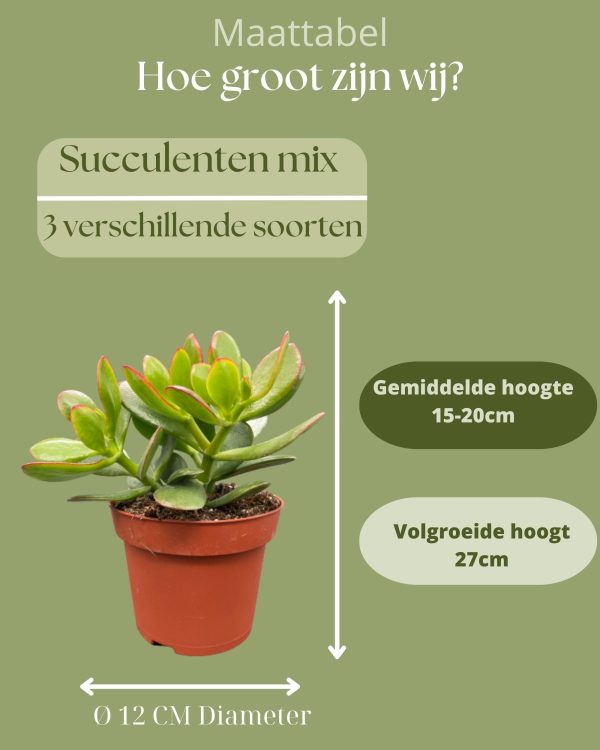 Groene Crassula ovata jadeplant in pot met vlezige bladeren en rode bladranden