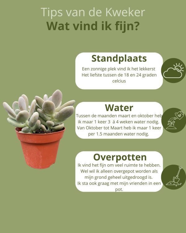 Pachyphytum oviferum, grijsgroene vetplant in pot