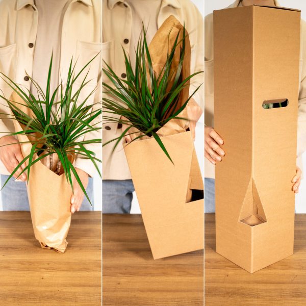 Dracaena marginata in kraftpapier en stevige verzenddoos, klaar voor transport
