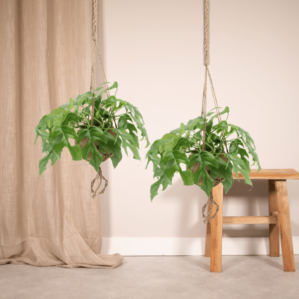 Monstera Minima hangplant ↨25cm-ø15cm - Afbeelding 2