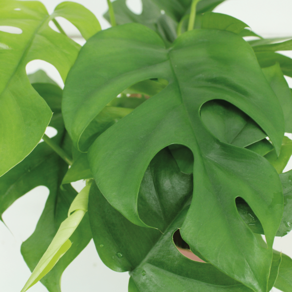 Monstera Minima hangplant ↨25cm-ø15cm - Afbeelding 3