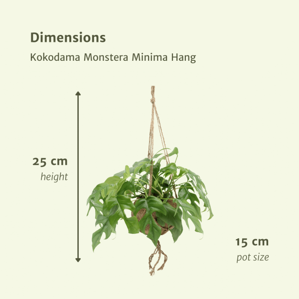 Monstera Minima hangplant ↨25cm-ø15cm - Afbeelding 4