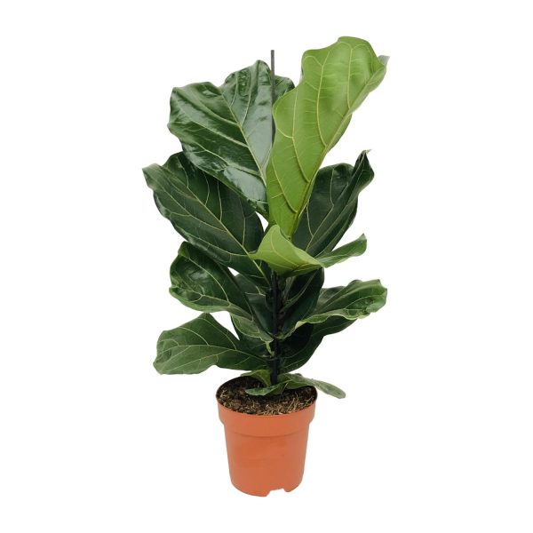 Ficus lyrata (vioolbladplant) met grote glanzende bladeren in pot