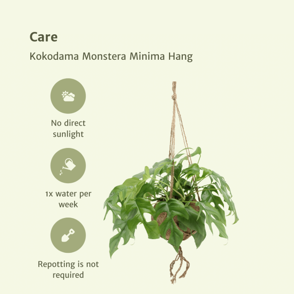 Monstera Minima hangplant ↨25cm-ø15cm - Afbeelding 5