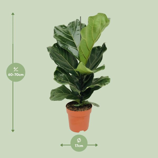 Weelderige Ficus lyrata met grote glanzende bladeren in pot