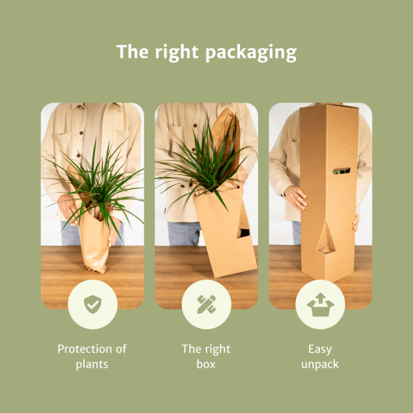 Monstera Minima hangplant ↨25cm-ø15cm - Afbeelding 6