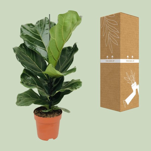 Ficus lyrata kamerplant met grote, glanzende bladeren in pot naast verzenddoos