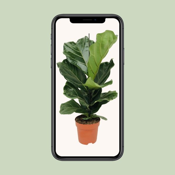 Groene Ficus lyrata met grote vioolvormige bladeren in een terracotta pot