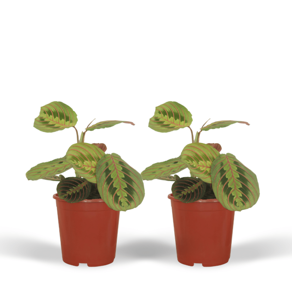 Verrassende Maranta leuconeura met groene bladeren en rode nerven in pot