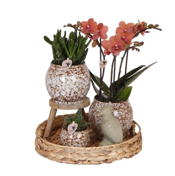Rode Phalaenopsis orchidee ↨45cm-ø12cm