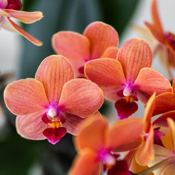 Rode Phalaenopsis orchidee ↨45cm-ø12cm - Afbeelding 3