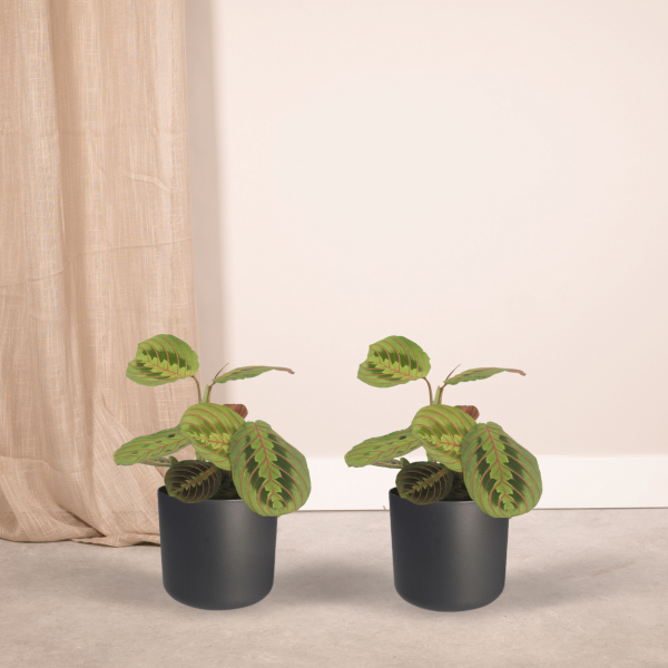 Twee jonge Calathea makoyana kamerplanten met sierlijke groen-paarse bladeren