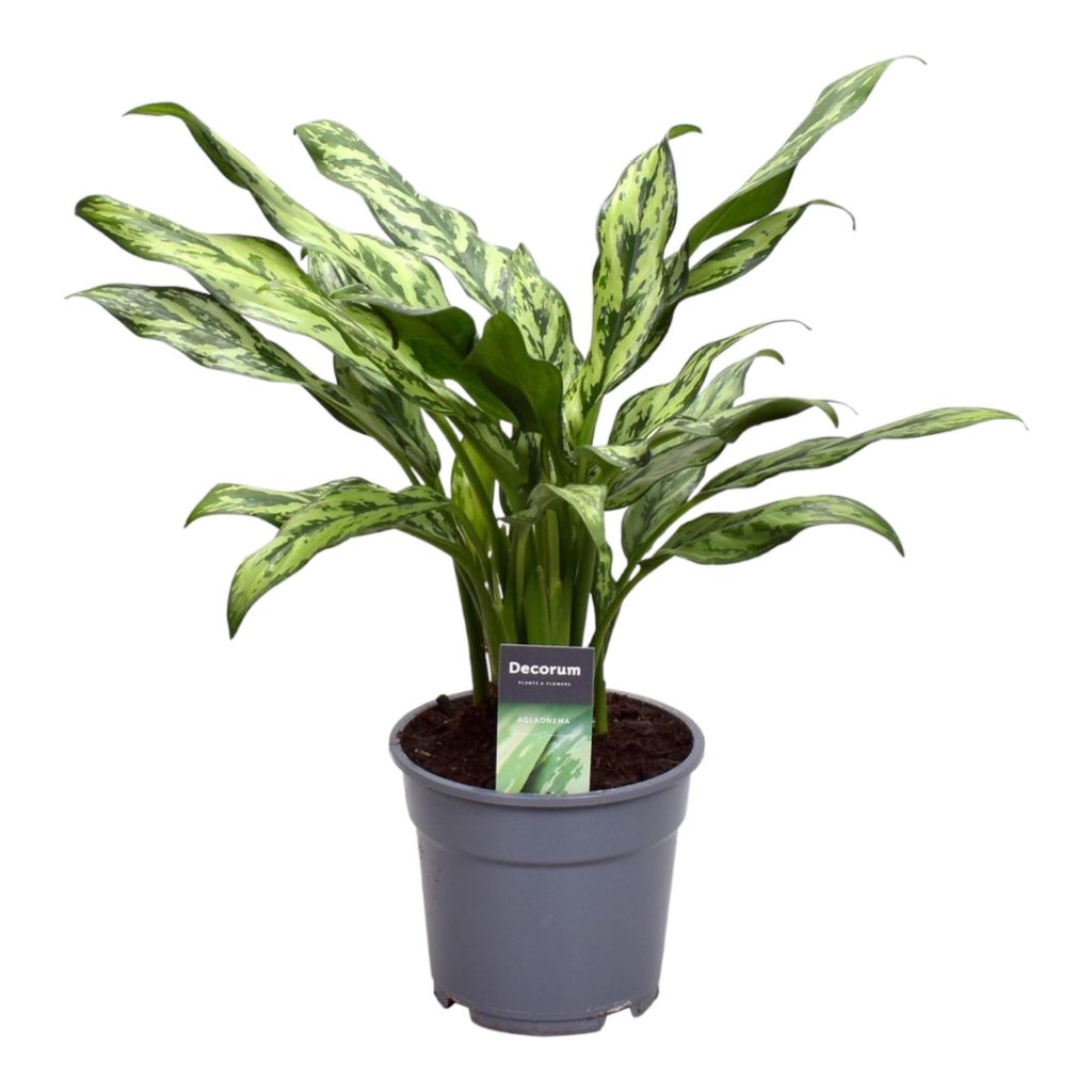 Groene Aglaonema-kamerplant met zilvergroene bladtekening