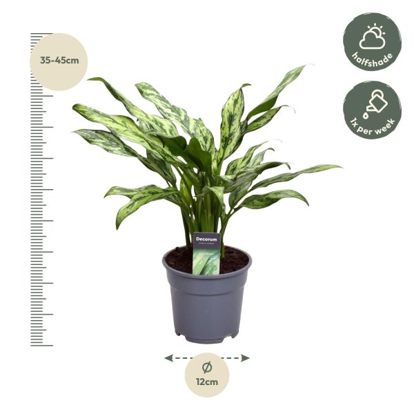Aglaonema kamerplant met bontgroene, gestreepte bladeren in pot (35–45 cm hoog)