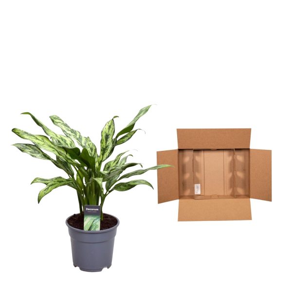 Prachtige Aglaonema (Chinese evergreen) in pot naast verzenddoos