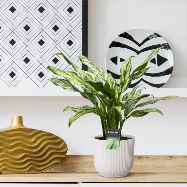 Bonte Aglaonema kamerplant in witte pot