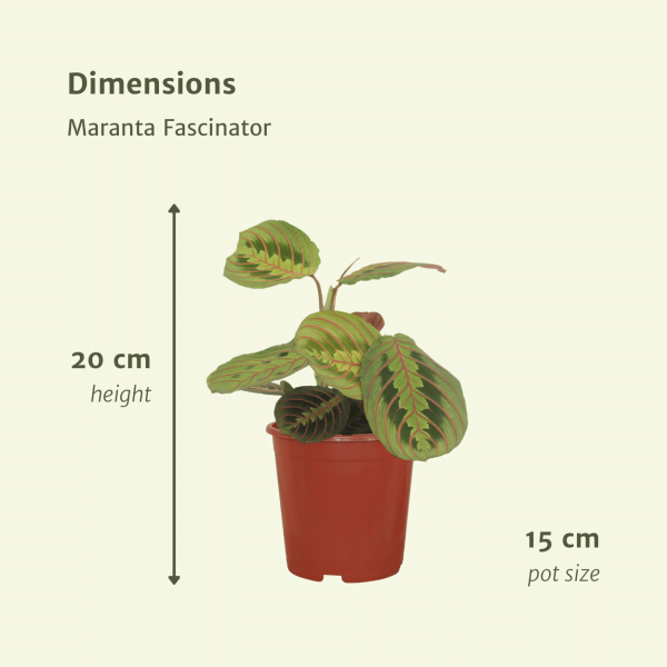 Maranta Fascinator met groene bladeren en rode nerven in 15 cm pot