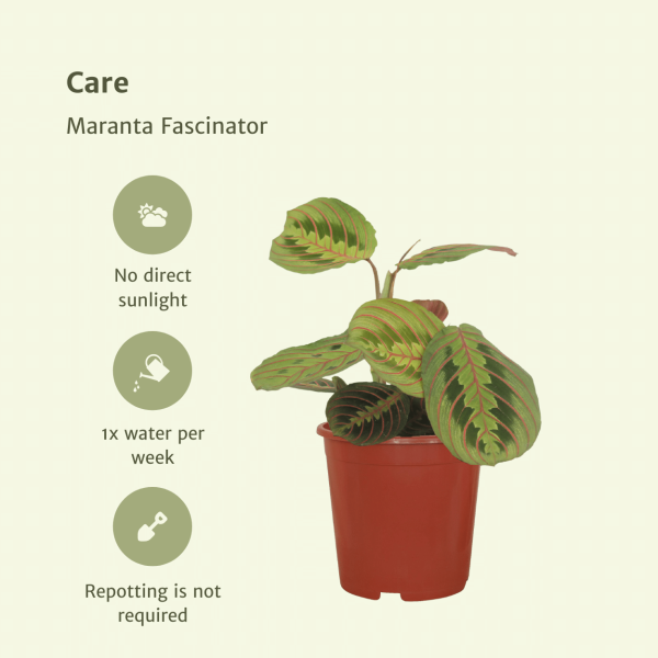 Maranta Fascinator met groene bladeren en opvallende roze nerven