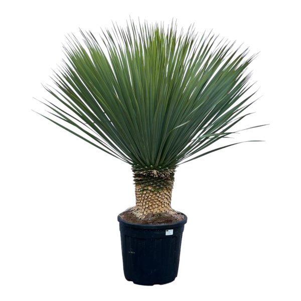 Blauwgroene Yucca rostrata met rechtopstaande, spitse bladeren in pot