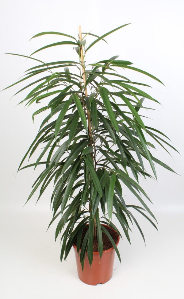 Ficus Binnendijkii Alii ↨100cm-ø21cm