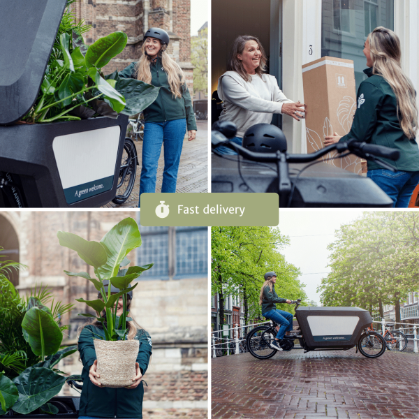 Snelle levering van een Strelitzia nicolai (vogel van paradijs) in hippe bakfiets