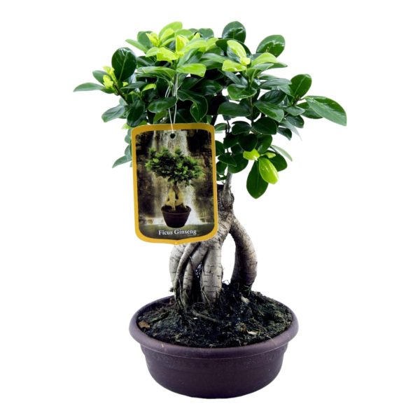 Ficus Microcarpa Ginseng ↨30cm-ø17cm