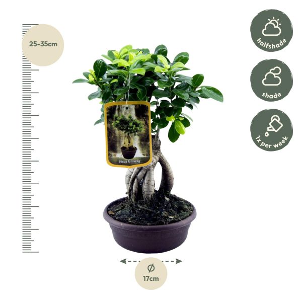 Ficus Microcarpa Ginseng ↨30cm-ø17cm - Afbeelding 2