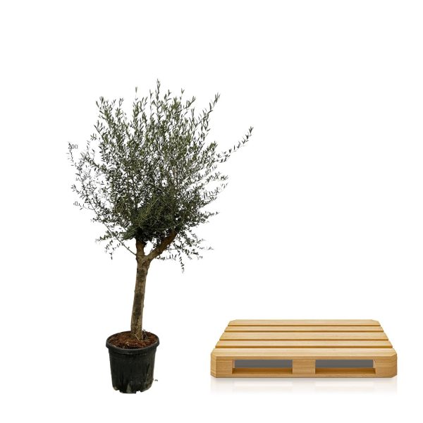 Olea europaea ↨220cm-ø45cm - Afbeelding 3