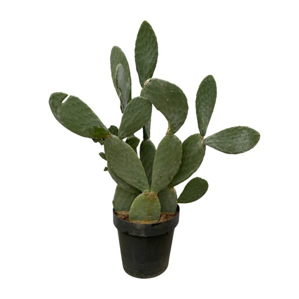 Opuntia ficus-indica ↨140cm-ø50cm