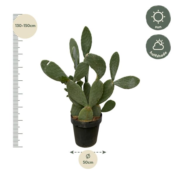 Opuntia ficus-indica ↨140cm-ø50cm - Afbeelding 2