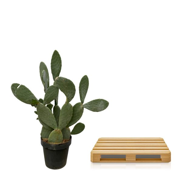 Opuntia ficus-indica ↨140cm-ø50cm - Afbeelding 3