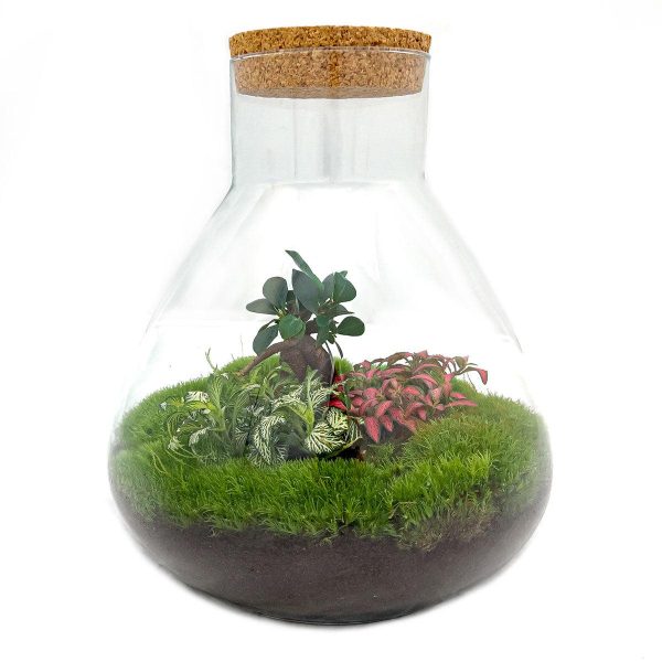 Bonsai Sam XL ↨35cm-ø35cm