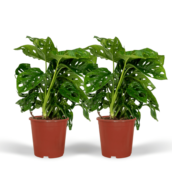 Monstera Monkey Leaf ↨30cm-ø12cm