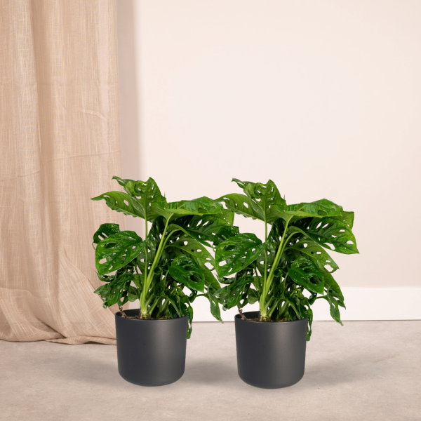 Monstera Monkey Leaf ↨30cm-ø12cm - Afbeelding 2