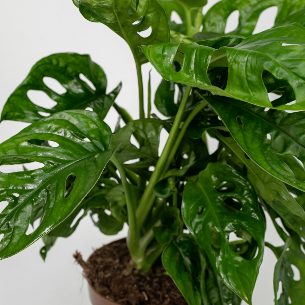 Monstera Monkey Leaf ↨30cm-ø12cm - Afbeelding 3