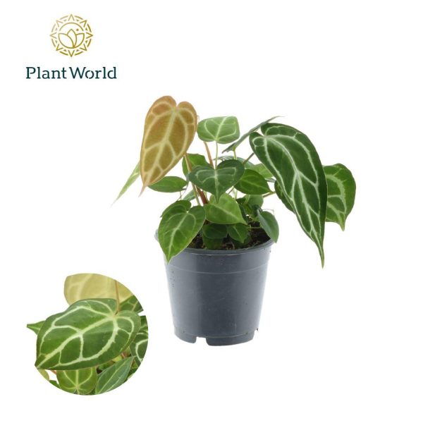 Anthurium Crystallinum ↨35cm-ø12cm