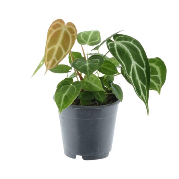 Anthurium Crystallinum ↨35cm-ø12cm - Afbeelding 2