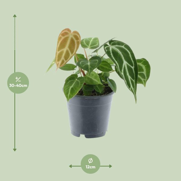 Anthurium Crystallinum ↨35cm-ø12cm - Afbeelding 4