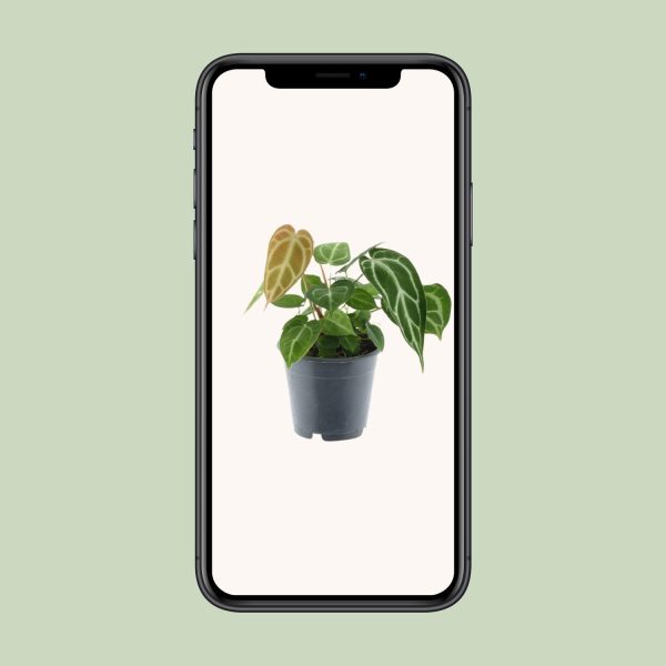 Anthurium Crystallinum ↨35cm-ø12cm - Afbeelding 6