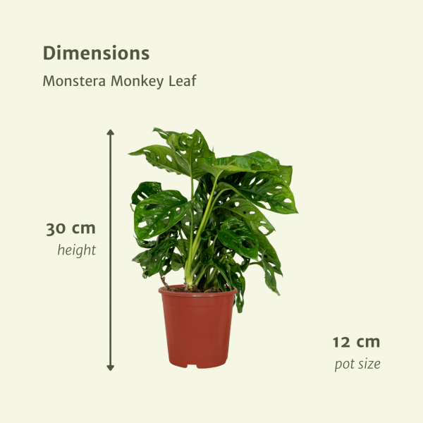 Monstera Monkey Leaf ↨30cm-ø12cm - Afbeelding 4