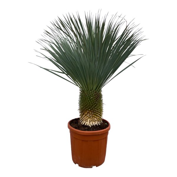 Yucca Rostrata ↨160cm-ø50cm