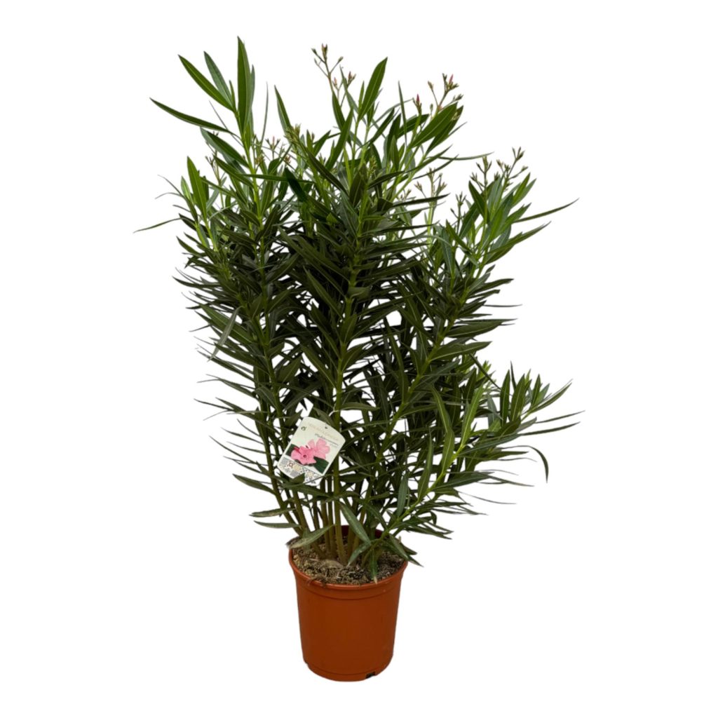 Potplant Nerium oleander met smalle groene bladeren en roze bloemknoppen