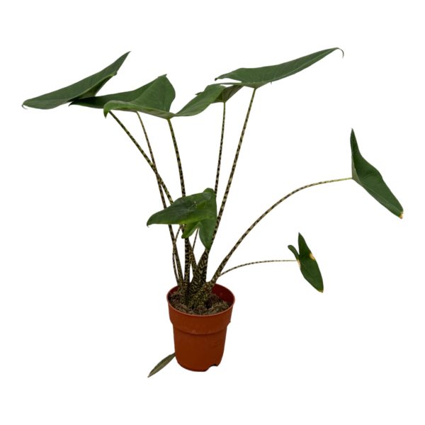 Alocasia Zebrina met donkergroene pijlvormige bladeren en gestreepte stelen
