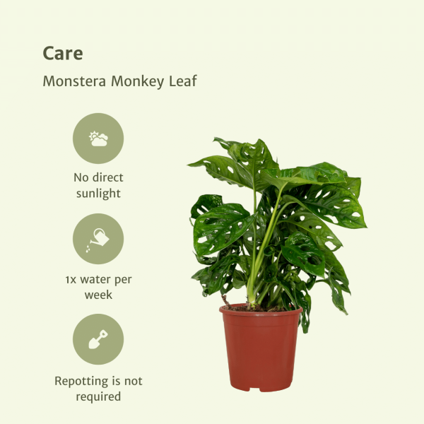 Monstera Monkey Leaf ↨30cm-ø12cm - Afbeelding 5