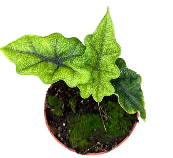 Diep ingekerfde Alocasia met zachtgroene, geaderde bladeren