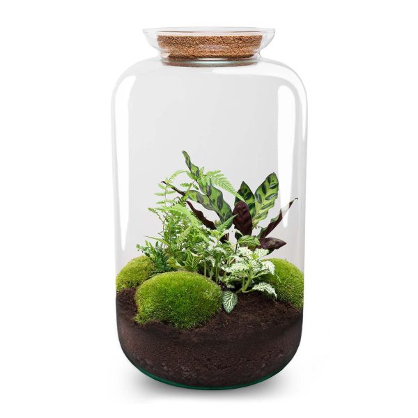 Glazen terrarium met nerve plant (Fittonia albivenis), rattlesnake plant en mosbollen